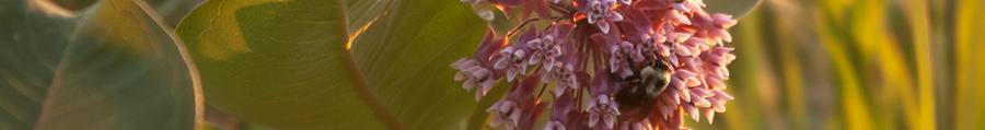 Common Milkweed plant