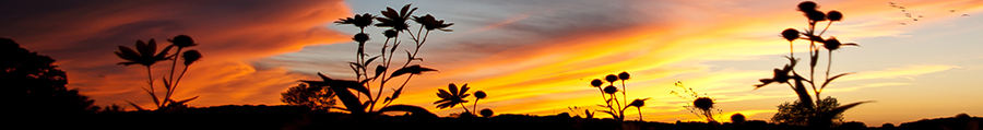 Milkweed plant