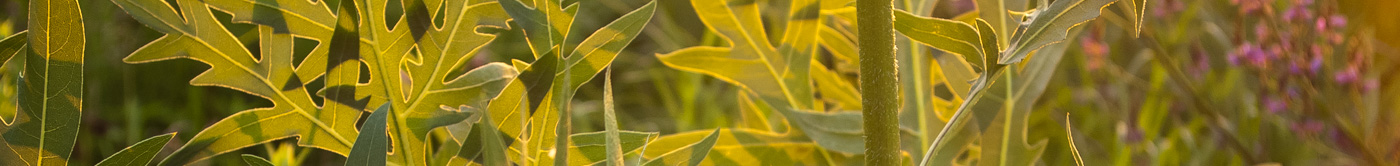 Compass plant closeup photo